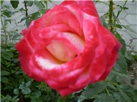 30490ae7-Picture 320.jpg